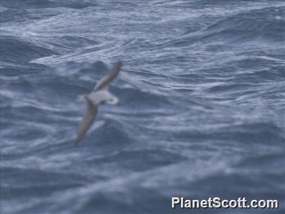 Mottled Petrel (Pterodroma inexpectata)