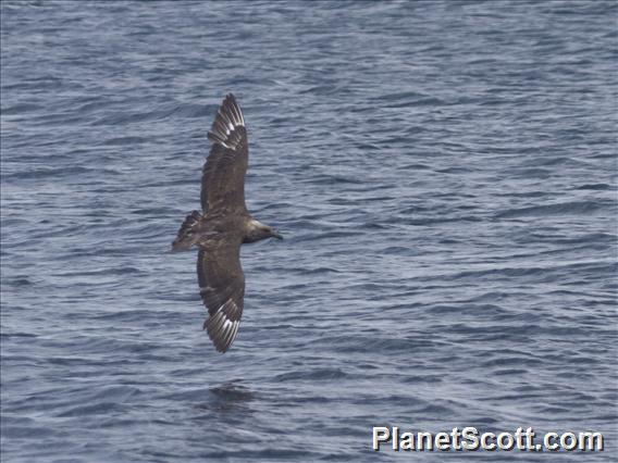 Brown Skua (Stercorarius antarcticus)