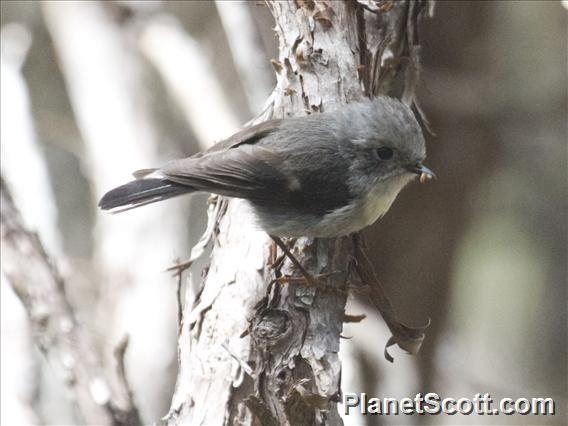 Tomtit (Petroica macrocephala)