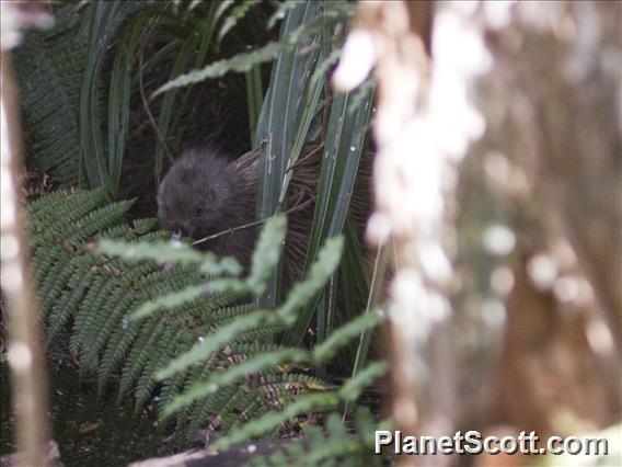 Southern Brown Kiwi (Apteryx australis)