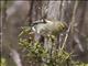 Chaffinch (Fringilla coelebs)