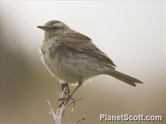 New Zealand Pipit (Anthus novaeseelandiae)