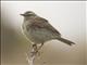 Australasian Pipit (Anthus novaeseelandiae)