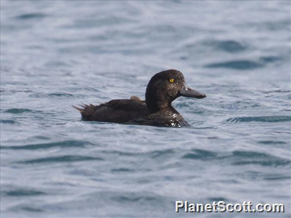 New Zealand Scaup (Aythya novaeseelandiae)