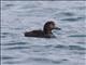 New Zealand Scaup (Aythya novaeseelandiae)