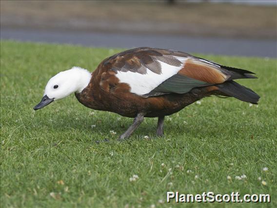 Paradise Shelduck (Tadorna variegata)