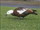 Paradise Shelduck (Tadorna variegata)