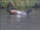 Paradise Shelduck (Tadorna variegata) - Female