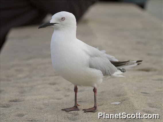 Black-billed Gull (Chroicocephalus bulleri)