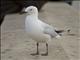 Black-billed Gull (Larus bulleri)