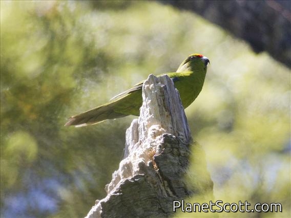 Yellow-crowned Parakeet (Cyanoramphus auriceps)