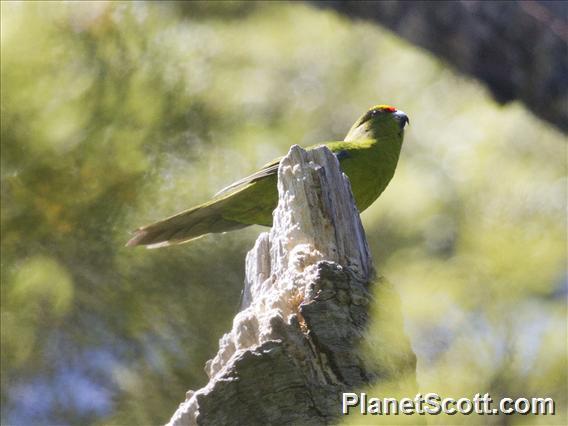 Yellow-fronted Parakeet (Cyanoramphus auriceps)