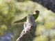 Yellow-crowned Parakeet (Cyanoramphus auriceps)