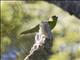 Yellow-fronted Parakeet (Cyanoramphus auriceps)