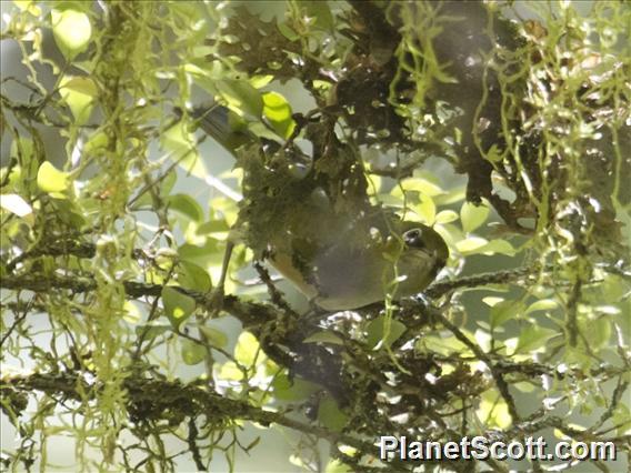 Silvereye (Zosterops lateralis)