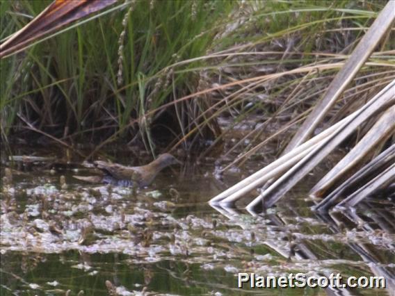 Baillon's Crake (Zapornia pusilla)