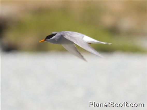 Black-fronted Tern (Chlidonias albostriatus)