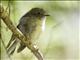 Tomtit (Petroica macrocephala) - Female South Island