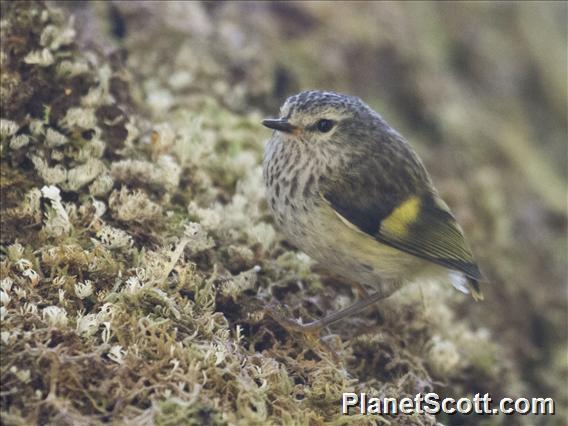 Rifleman (Acanthisitta chloris)