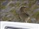 Kea (Nestor notabilis)