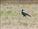 Australian Magpie (Gymnorhina tibicen)