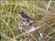 Welcome Swallow (Hirundo neoxena)