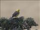 Yellowhammer (Emberiza citrinella)