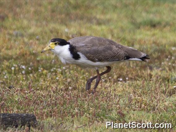 Masked Lapwing (Vanellus miles)