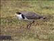 Masked Lapwing (Vanellus miles)