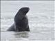 New Zealand Sea Lion (Phocarctos hookeri) - Male