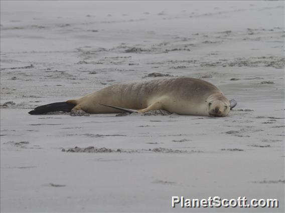 New Zealand Sea Lion (Phocarctos hookeri)