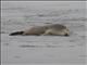 New Zealand Sea Lion (Phocarctos hookeri) - Female