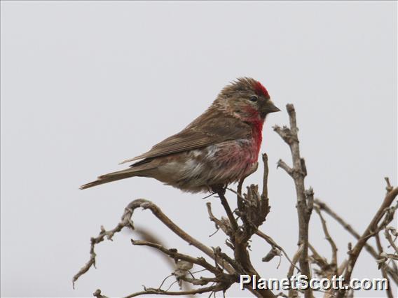 Redpoll (Carduelis flammea)