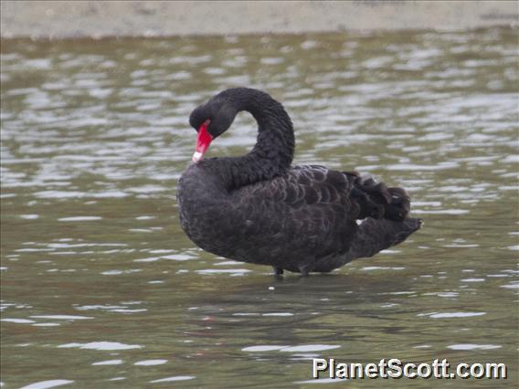 Black Swan (Cygnus atratus)