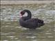 Black Swan (Cygnus atratus)