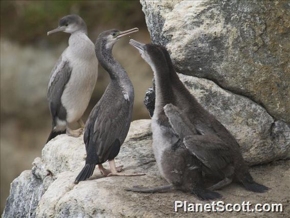 Spotted Shag (Phalacrocorax punctatus)