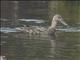 Australian Shoveler (Spatula rhynchotis)