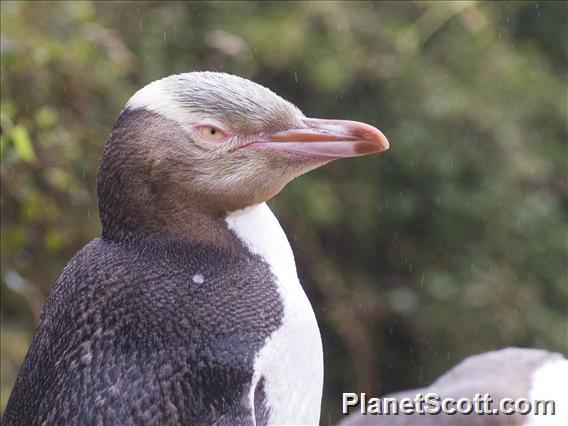 Yellow-eyed Penguin (Megadyptes antipodes)