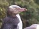 Yellow-eyed Penguin (Megadyptes antipodes)