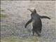 Yellow-eyed Penguin (Megadyptes antipodes)