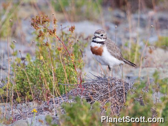 Double-banded Plover (Anarhynchus bicinctus)