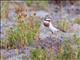 Double-banded Plover (Charadrius bicinctus)