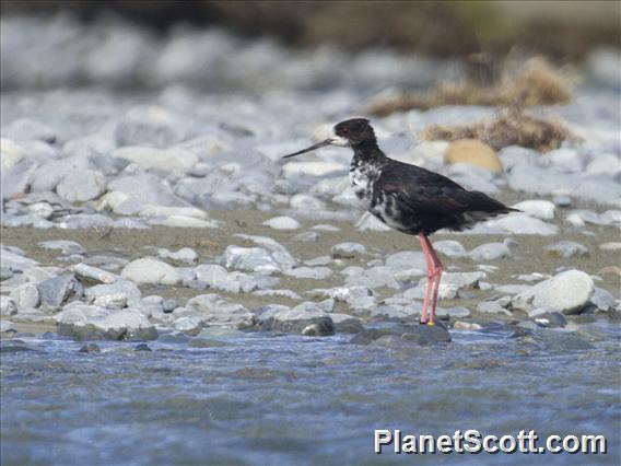 Black Stilt (Himantopus novaezelandiae)