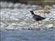 Black Stilt (Himantopus novaezelandiae) - Juvenile