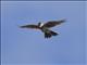 Eurasian Skylark (Alauda arvensis)