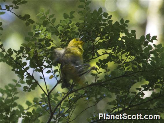 Yellowhead (Mohoua ochrocephala)