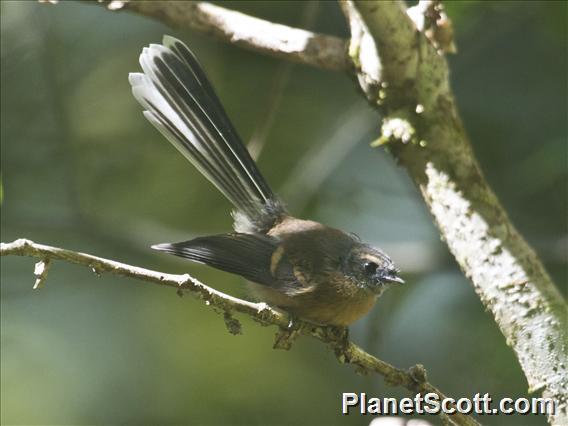 New Zealand Fantail (Rhipidura fuliginosa)