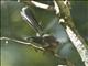 New Zealand Fantail (Rhipidura fuliginosa)