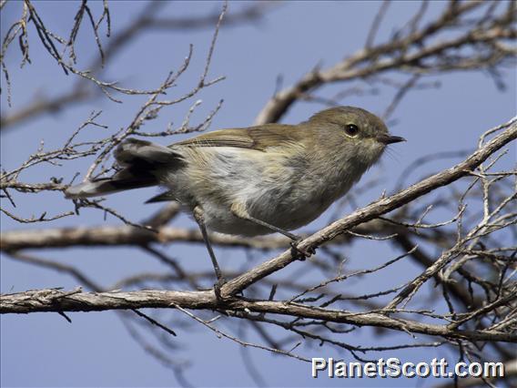 Gray Gerygone (Gerygone igata)