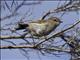 Grey Gerygone (Gerygone igata)